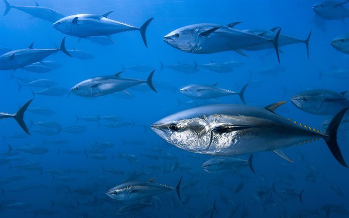 thumb2-tuna-underwater-ocean-fish-flock-of-fish.jpg